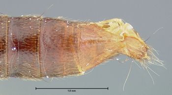 Media type: image;   Entomology 24099 Aspect: abdomen ventral view